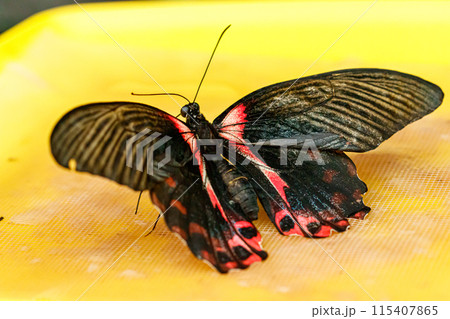 macro beautiful butterfly Papilio rumanzovia 115407865