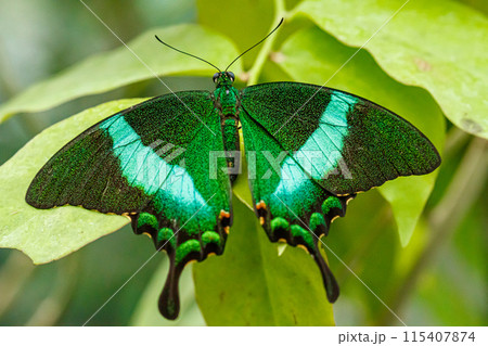 macro beautiful butterfly Papilio palinurus macro beautiful butterfly Papilio palinurus 115407874