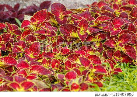 autumn beautiful bushes plants coleus purple autumn beautiful bushes plants coleus purple 115407906