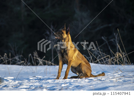 Belgian shepherd Malinois dog in the winter forest 115407941