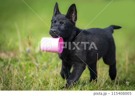 Black German Shepherd puppy retrieving plastic purple glass 115408005
