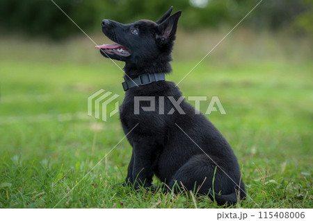 Black german shepherd puppy sitting on the green grass in the park 115408006