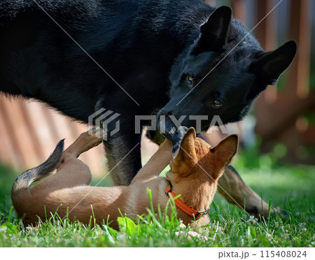 Two dogs playing in grass Two dogs playing in grass 115408024