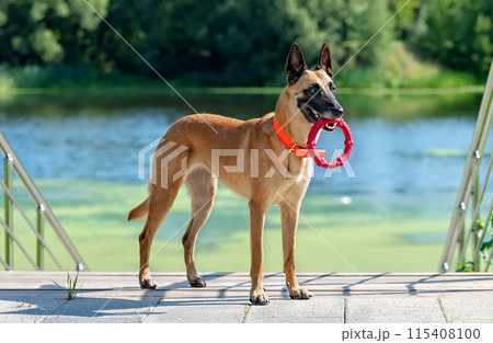 Malinois on the stairs by the river Malinois on the stairs by the river 115408100