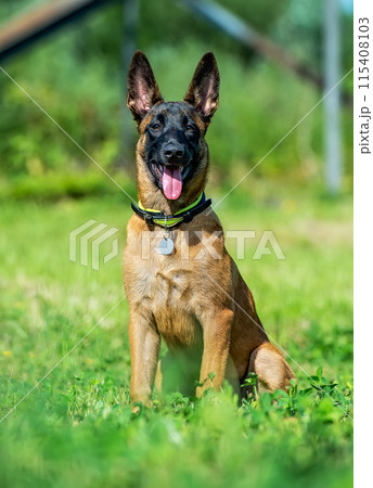 Portrait of a puppy of malinois Portrait of a puppy of malinois 115408103