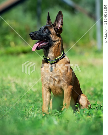 Portrait of a puppy of malinois 115408104