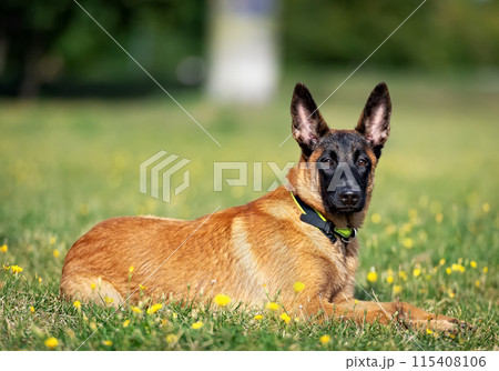 Belgian Shepherd puppy resting on the grass in the park Belgian Shepherd puppy resting on the grass in the park 115408106