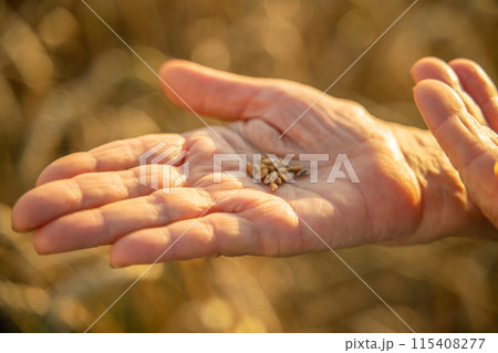 Close up of senior farmers hands holding and examining grains of wheat of wheat against a background of ears in the sunset light. 115408277