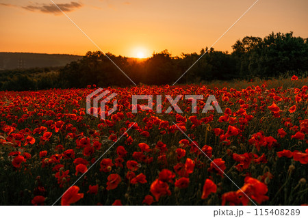 Field poppies sunset light banner. Red poppies flowers bloom in meadow. Concept nature, environment, ecosystem. Field poppies sunset light banner. Red poppies flowers bloom in meadow. Concept nature, environment, ecosystem. 115408289