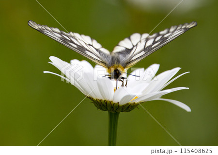 フランス菊の花の蜜を吸うウスバシロチョウ フランス菊の花の蜜を吸うウスバシロチョウ 115408625