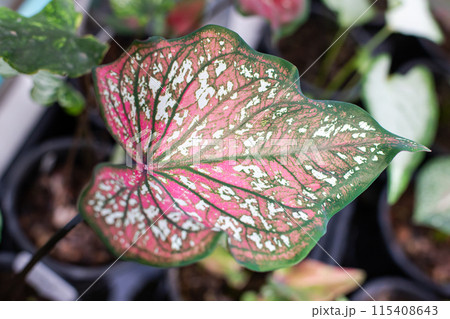 Beautiful leaf, Fantasy variegated leaf in green, red, pink and white color. 115408643
