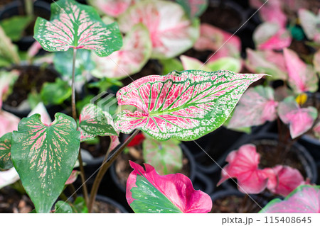 Beautiful leaf, Fantasy variegated leaf in green, red, pink and white color. Beautiful leaf, Fantasy variegated leaf in green, red, pink and white color. 115408645