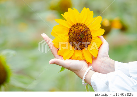 Yellow flower, sunflower with blur background. Female hands touching flower. beautiful picture. Sun shines bright. 115408829