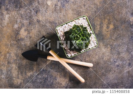 Close up of succulent in a pot and tools for home gardening on the table top view Close up of succulent in a pot and tools for home gardening on the table top view 115408858