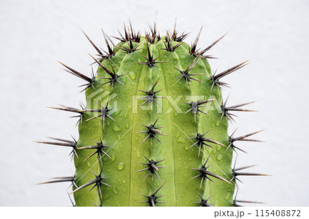 Green cactus with thorns and drops of dew close up on a white background 115408872