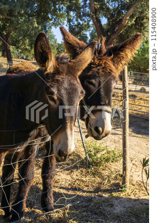 Brown Catalan donkey in a beige bridle with long hair on his ears 115408900