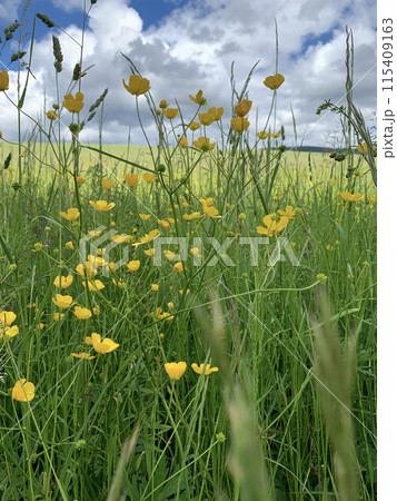 A field of vibrant yellow buttercups thrives in a sea of green grass under a clear blue sky dotted with white clouds A field of vibrant yellow buttercups thrives in a sea of green grass under a clear blue sky dotted with white clouds 115409163