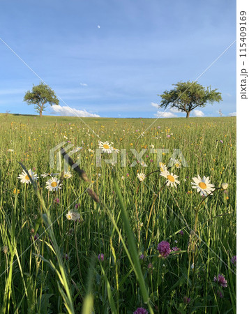 A vibrant green field dotted with white wildflowers, two trees stand tall against a bright blue sky A vibrant green field dotted with white wildflowers, two trees stand tall against a bright blue sky 115409169