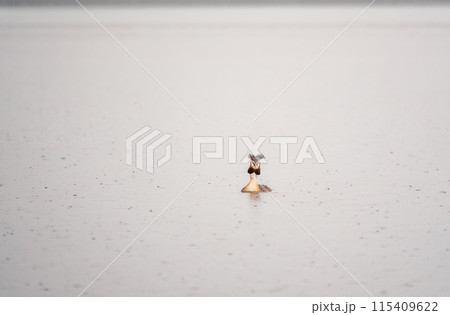 The waterfowl bird Great Crested Grebe swimming in the calm lake The waterfowl bird Great Crested Grebe swimming in the calm lake 115409622