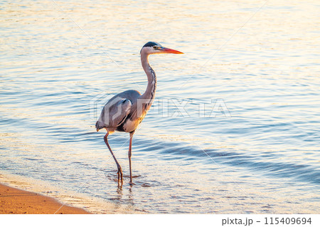 A heron hunting in the sea. Grey heron on the hunt A heron hunting in the sea. Grey heron on the hunt 115409694