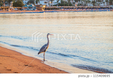Gray heron fishing on the beach of the Red Sea. Naama Bay beach, Sharm El Sheikh, Egypt Gray heron fishing on the beach of the Red Sea. Naama Bay beach, Sharm El Sheikh, Egypt 115409695