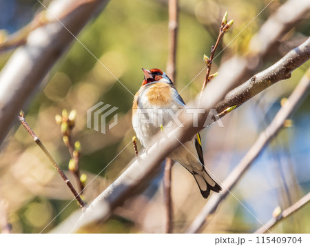 Detailed photo of an european goldfinch between branches 115409704