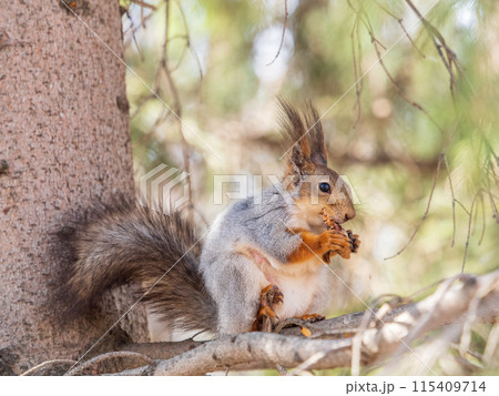The squirrel with nut sits on a branches in the spring or summer. 115409714