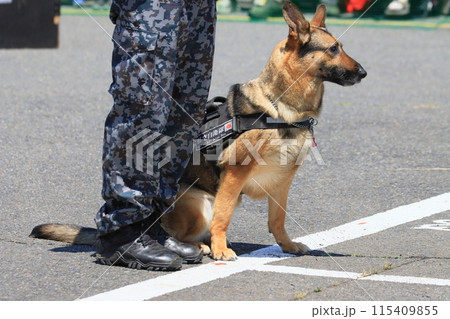 航空自衛隊の警備犬 ハンドラーと警備犬 航空自衛隊の警備犬 ハンドラーと警備犬 115409855