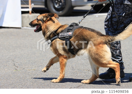 航空自衛隊の警備犬　ハンドラーと警備犬 115409856