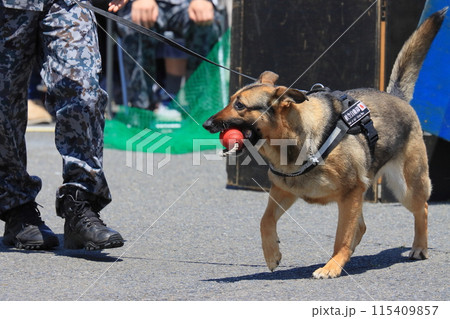 航空自衛隊の警備犬 ハンドラーと警備犬 航空自衛隊の警備犬 ハンドラーと警備犬 115409857