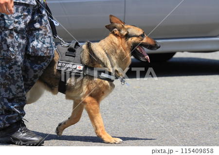 航空自衛隊の警備犬　ハンドラーと警備犬 115409858
