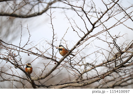 冬枯れの木の枝で木の実をくわえるヤマガラ 115410097