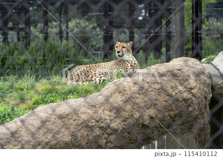 千葉市動物公園のチーター 115410112