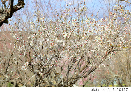 満開　梅の花　南高梅 115410137