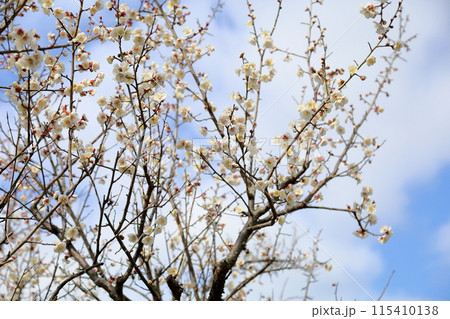 満開 梅の花 南高梅 満開 梅の花 南高梅 115410138