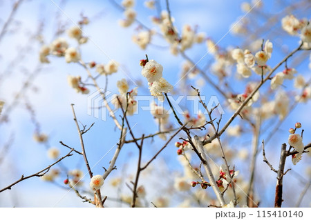 満開　梅の花　揚羽の蝶 115410140