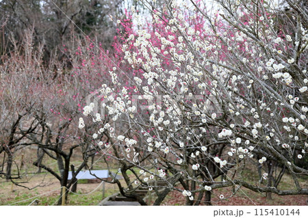 満開 梅の花 虎の尾 満開 梅の花 虎の尾 115410144