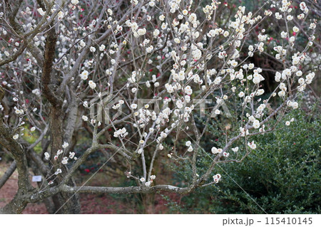 満開　梅の花　虎の尾 115410145