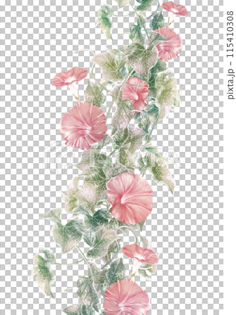 Summer morning glories growing on tangled vines 115410308