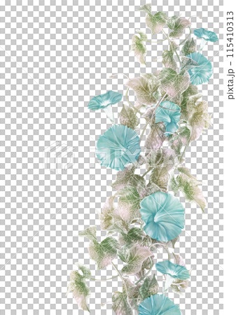 Summer morning glories growing on tangled vines Summer morning glories growing on tangled vines 115410313