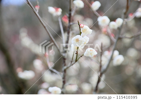 満開　梅の花　白梅八重 115410395