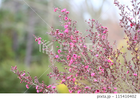 ギョリュウバイの花 ギョリュウバイの花 115410402