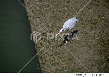 土佐堀川のアオサギ 土佐堀川のアオサギ 115410449