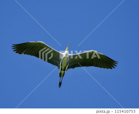 青鷺 heron / Japan 115410753