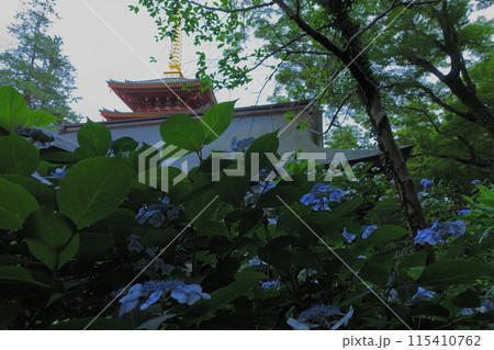 青い紫陽花と五重塔【日野市高幡不動尊】 青い紫陽花と五重塔【日野市高幡不動尊】 115410762