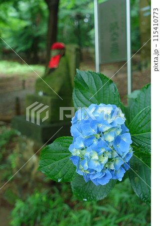 弘法大師と青い紫陽花【日野市高幡不動尊】 115410773