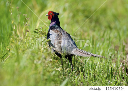 キジ pheasant / Japan キジ pheasant / Japan 115410794