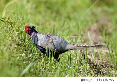 キジ pheasant / Japan キジ pheasant / Japan 115410795