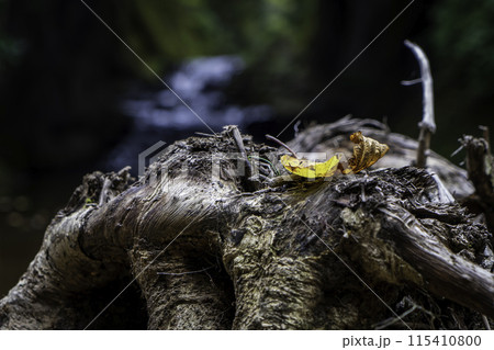 晩秋の哀愁を感じる紅葉の落ち葉 115410800