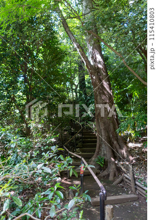 調布市実篤公園　園内の遊歩道 115410803
